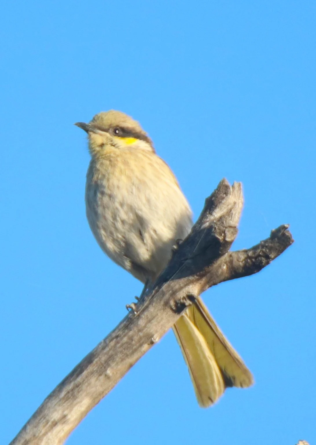 Yellow-throated miner on a dead branch against a clear sky